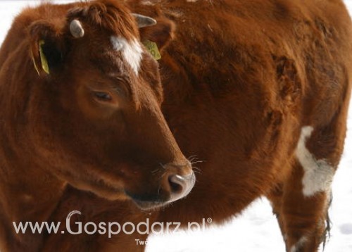 Bułgaria – Wykryto przypadki zachorowań na pryszczycę