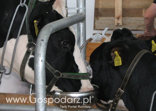 Problem rytualnego uboju zwierząt