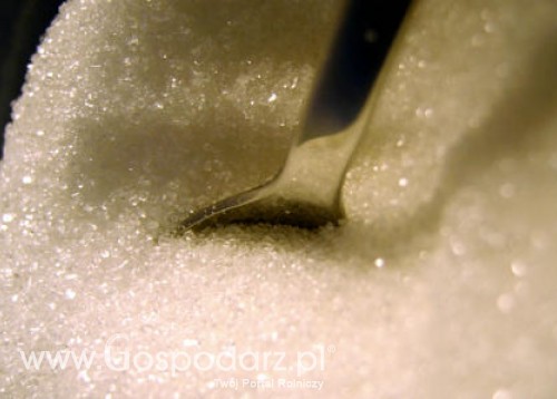 Słodki sezon buraków