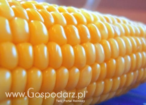 Krajowe ceny zbóż w punktach skupu