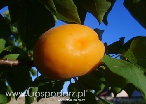 Zbiory moreli w Unii Europejskiej