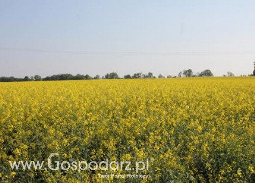 Notowania oleistych na giełdach światowych 14.05.2012