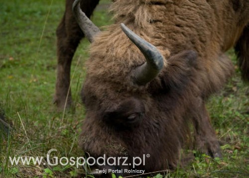 Bieszczadzkie żubry będą odstrzelone?