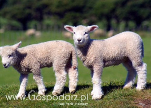 Hodowla żywca jagnięcego również się nie opłaca, bo im cięższa sztuka tym niższa za nią cena w skupie