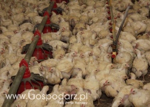 Brazylia – Wzrost produkcji kurcząt brojlerów