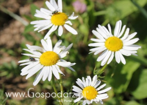 Kończy się sezon na rumianek