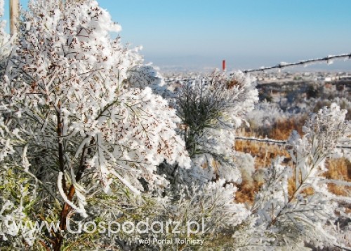 Program Rozwoju Obszarów Wiejskich pomoże rolnikom, którzy ucierpieli z powodu przymrozków