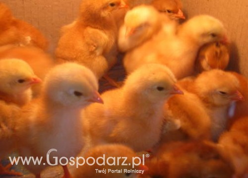 Polska branża drobiarska nadal się liczy