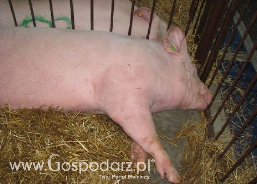 Azja importuje coraz więcej wieprzowiny