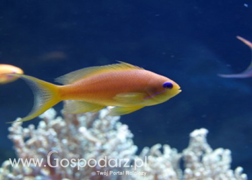 Marek Sawicki przewodniczył spotkaniu unijnych ministrów odpowiedzialnych za rolnictwo i rybołówstwo