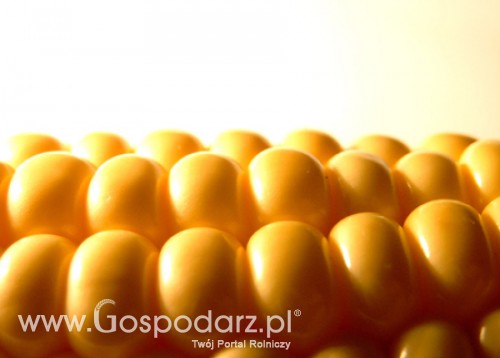 Wniosek do Komisji Europejskiej w sprawie uprawy kukurydzy GMO