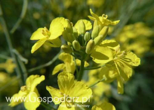 Spadek krajowego przerobu rzepaku