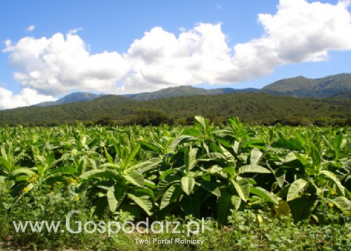 Nowa płatność do tytoniu i zmiana formy wsparcia owoców miękkich