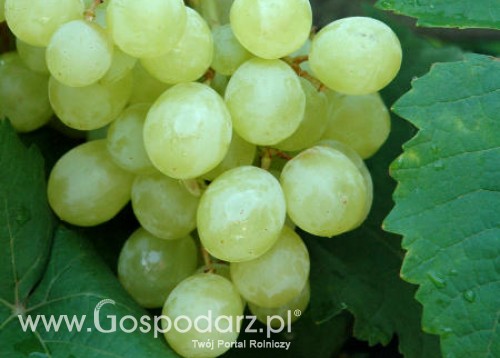 Winiarze z Podkarpacia są zadowoleni