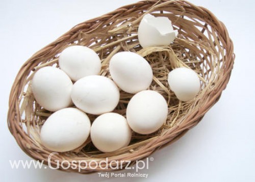 Holandia – Dioksyny w jajkach