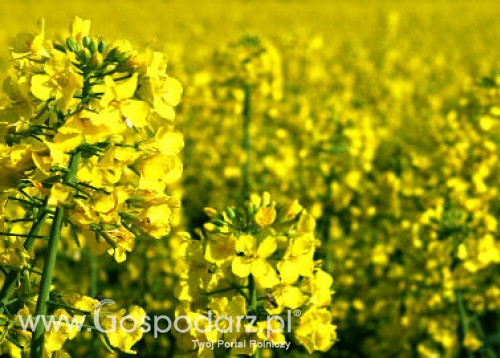 Tydzień na rynku giełdowym oleistych – 23.04.2012