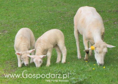 Polskie jagnięta na włoskich stołach