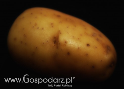 Wielka Brytania – Rynek ziemniaków