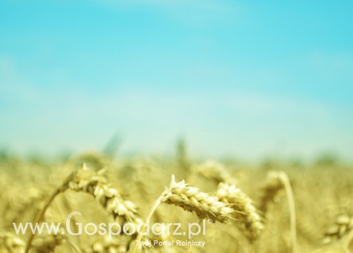 Znowu drożeją ziarna na światowych rynkach