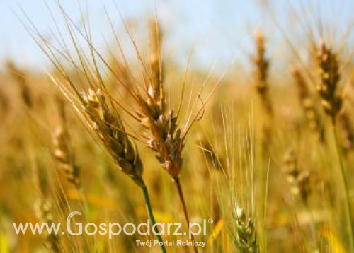 Zboża - notowania futures – spadki za oceanem, stabilnie na Matif-22.03.2012