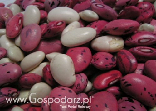 Ukraina – Embargo na unijne warzywa strączkowe