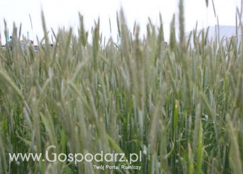 Ceny zbóż na giełdach krajowych