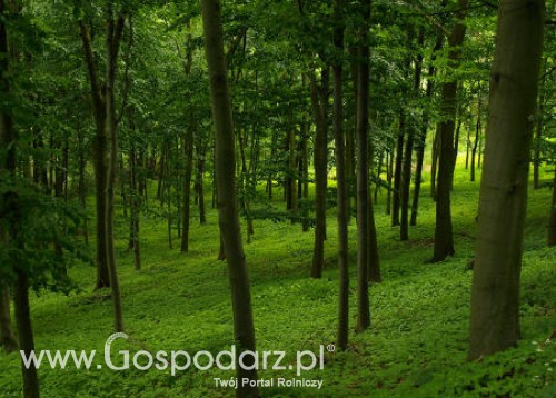 Już czas na złożenie wniosków o wypłatę wsparcia na grunty zalesione w ramach PROW 2007 -2013
