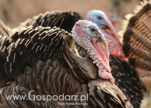 Promocja mięsa drobiowego