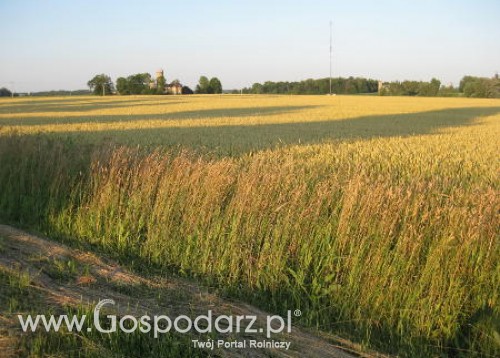 Francja – Straty w uprawach zbóż ozimych