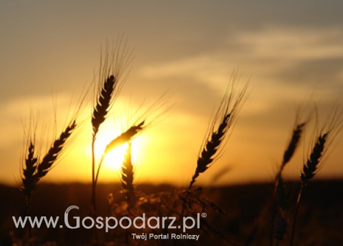 Rozmowy polsko - chińskie