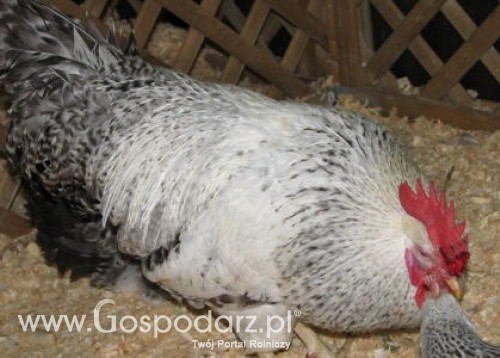 Estonia – Wzrost spożycia mięsa drobiowego