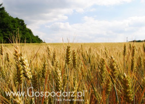 Ukraina – Dużo lepsze zbiory zbóż