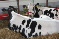 USA – Spadek produkcji mleka
