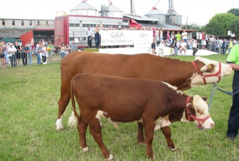 Rekordowy eksport wołowiny z Brazylii w 2012 roku