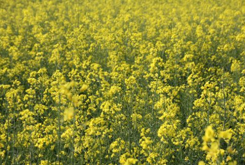 Notowania oleistych rozpoczęły tydzień od wzrostów-23.10.2012