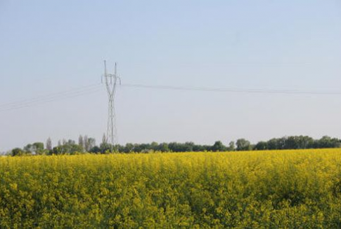 Spadek importu rzepaku do Unii Europejskiej