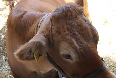 Produkcja wołowiny w Brazylii (2000-2013)