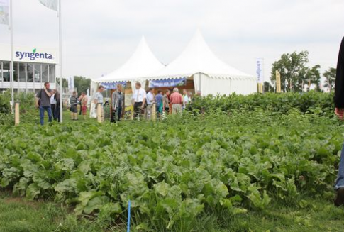 Niższe zbiory buraków cukrowych w Niemczech