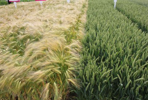 W czwartek zbożowe kontrakty futures nieznacznie straciły na wartości (16.11.2012)