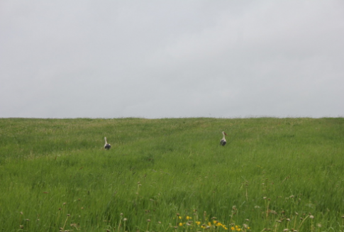 Gospodarka gruntami rolnymi w Wielkopolsce