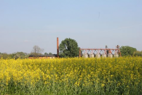 Znaczny wzrost zasiewów rzepaku w Polsce