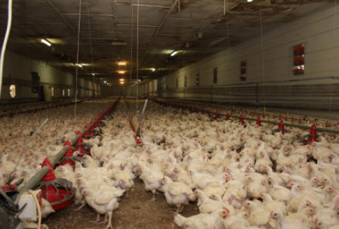 Rosnące ceny kurcząt brojlerów przy niskiej opłacalności produkcji