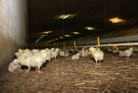 Holandia – Ptasia grypa na fermie kur niosek