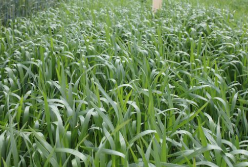 Ceny zbóż na giełdach światowych (12-12-2012)