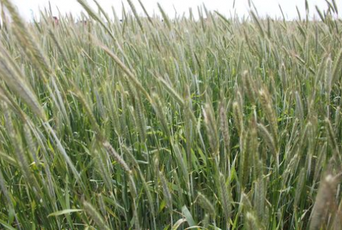 Ceny zbóż na giełdach światowych (17.01.2013)