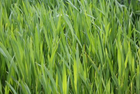 Zboża na Matif: przez słabące euro blisko historycznych maksimów (9.11.2012)