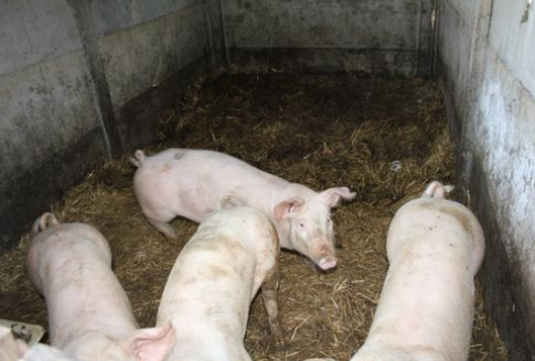 Prognozy dla rynku trzody chlewnej