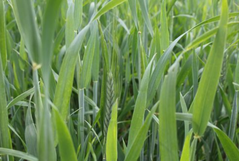 Po serii wzrostów futures na zboża w czwartek inwestorzy realizowali zyski (18.01.2013)