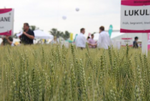 Zboża na giełdach światowych 6.09.2012