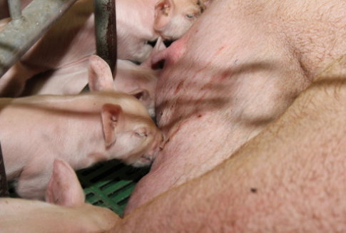 Dobrostan trzody chlewnej od 2013?